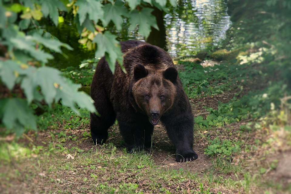 Consumer Protection: Bear Spray Recall