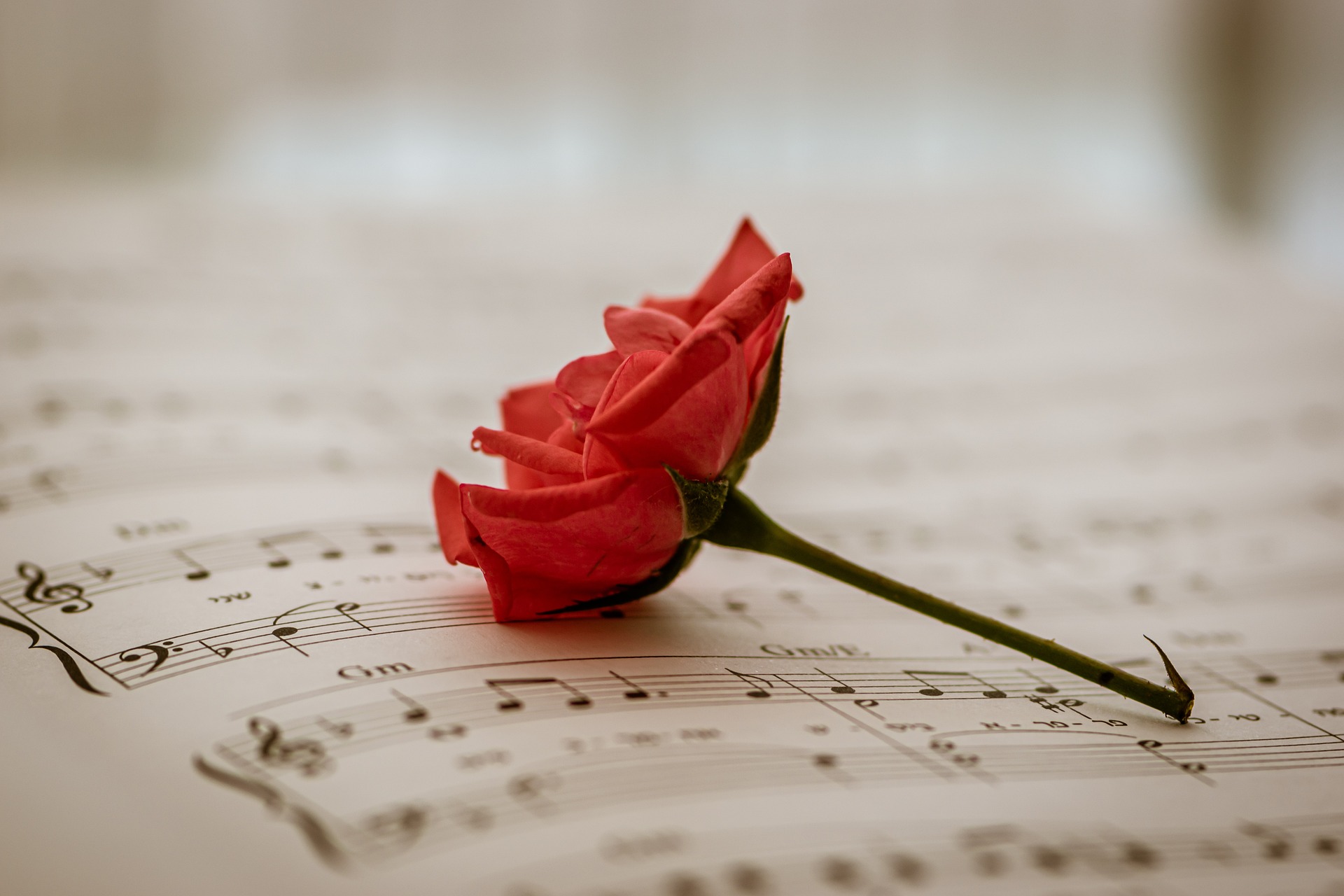 Red rose on a sheet of music, symbolizing the harmony brought by postnuptial agreements in Maryland